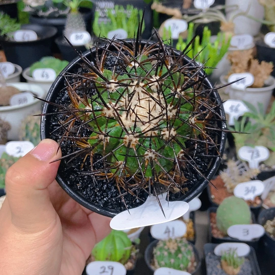 栗星玉一个一物一拍