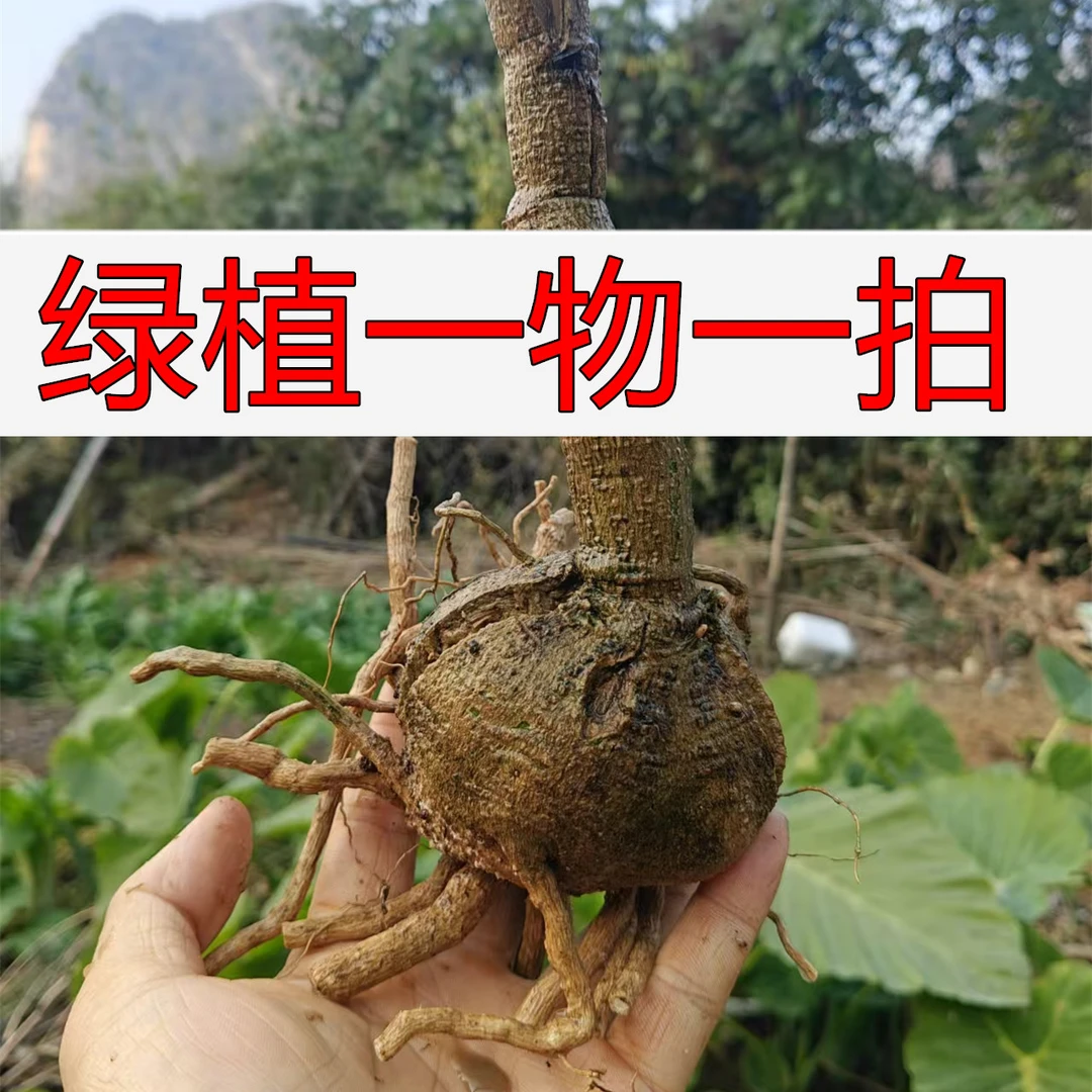 绿植老桩盆栽绿植花园植物（抖文)