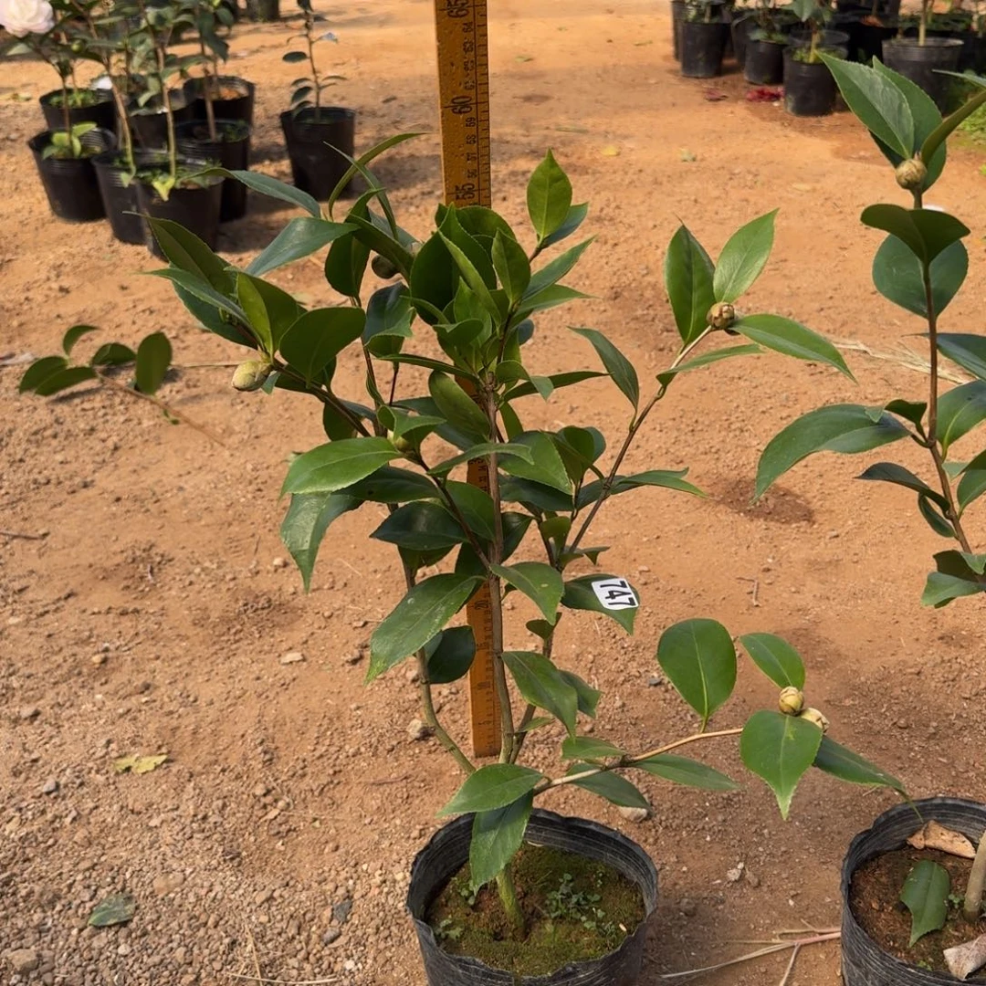 少量花朵（建议范围：2朵-5朵 或40%以下）747墨川