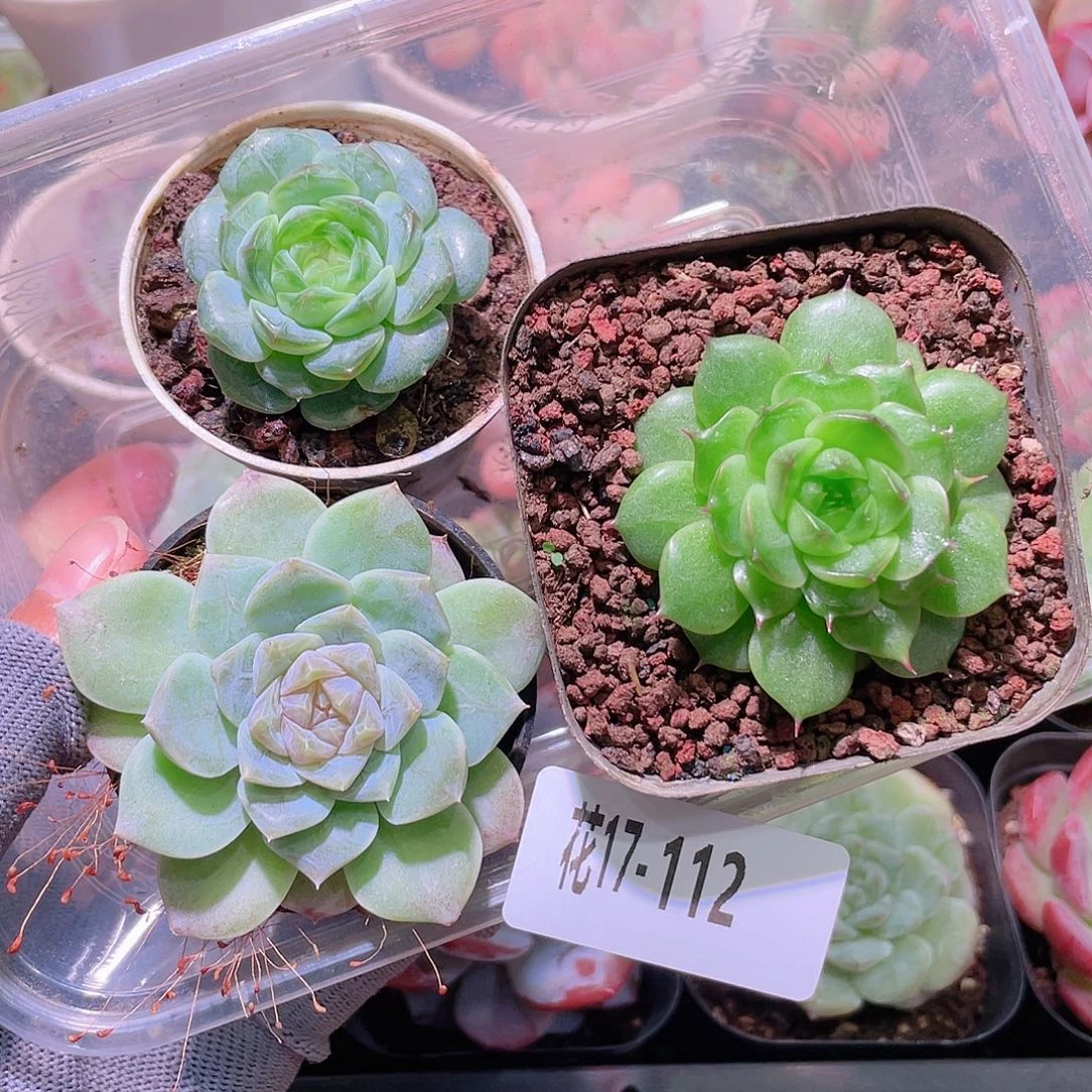 花利美17-112多肉3颗
