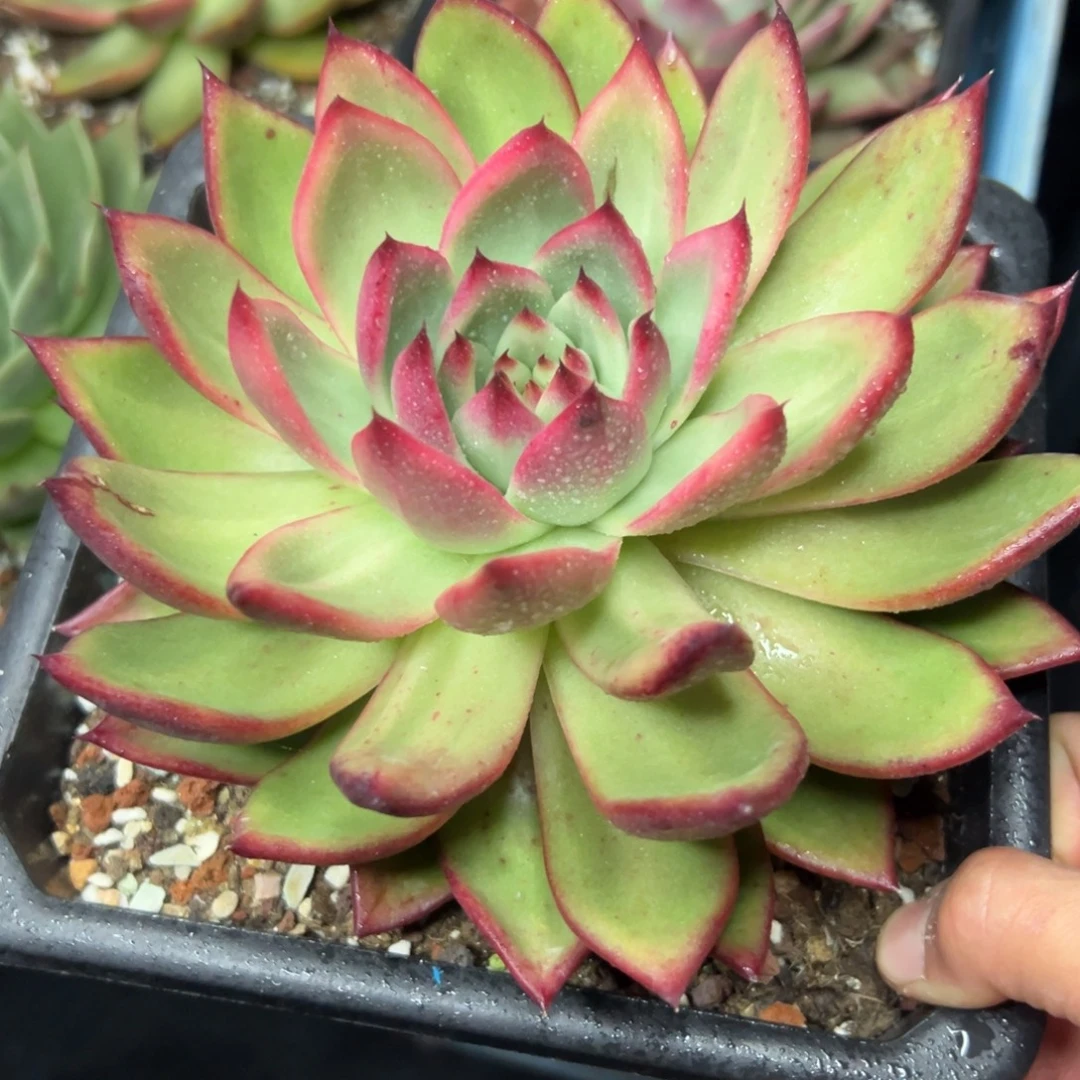 多肉植物一物一拍（43号）