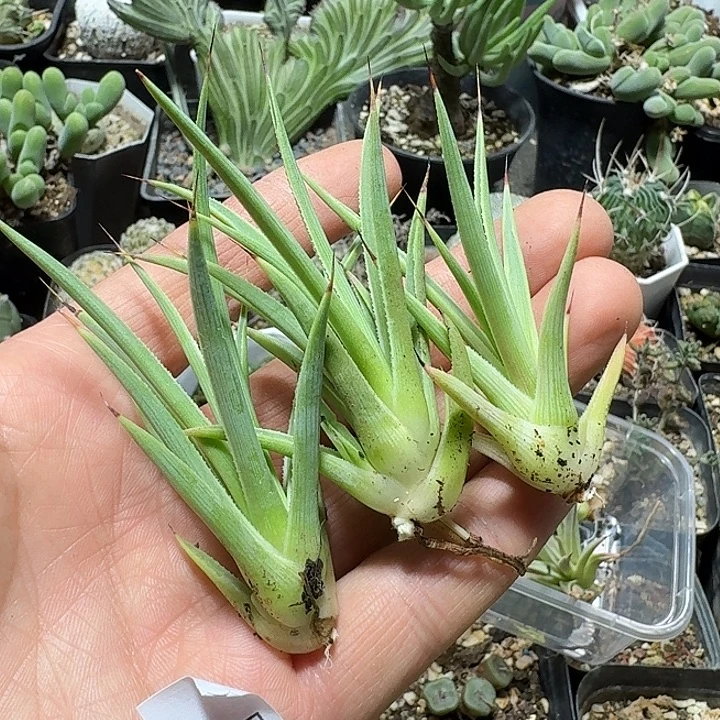 570黄体姬吹上无根侧芽一个随机