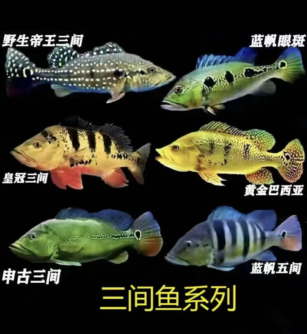 蓝帆眼斑帝王FOGO三间亚大型热带观赏活鱼淡水凶猛鱼