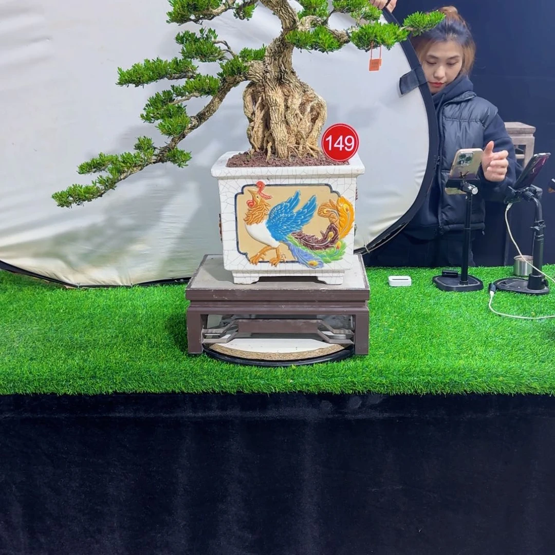 当前无花朵，栽培后可花朵