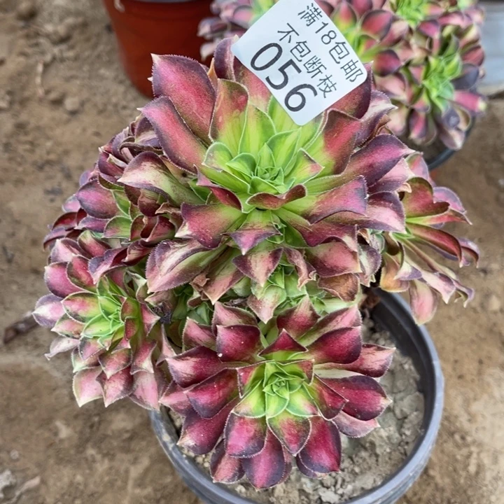 056韶华小手捧2号