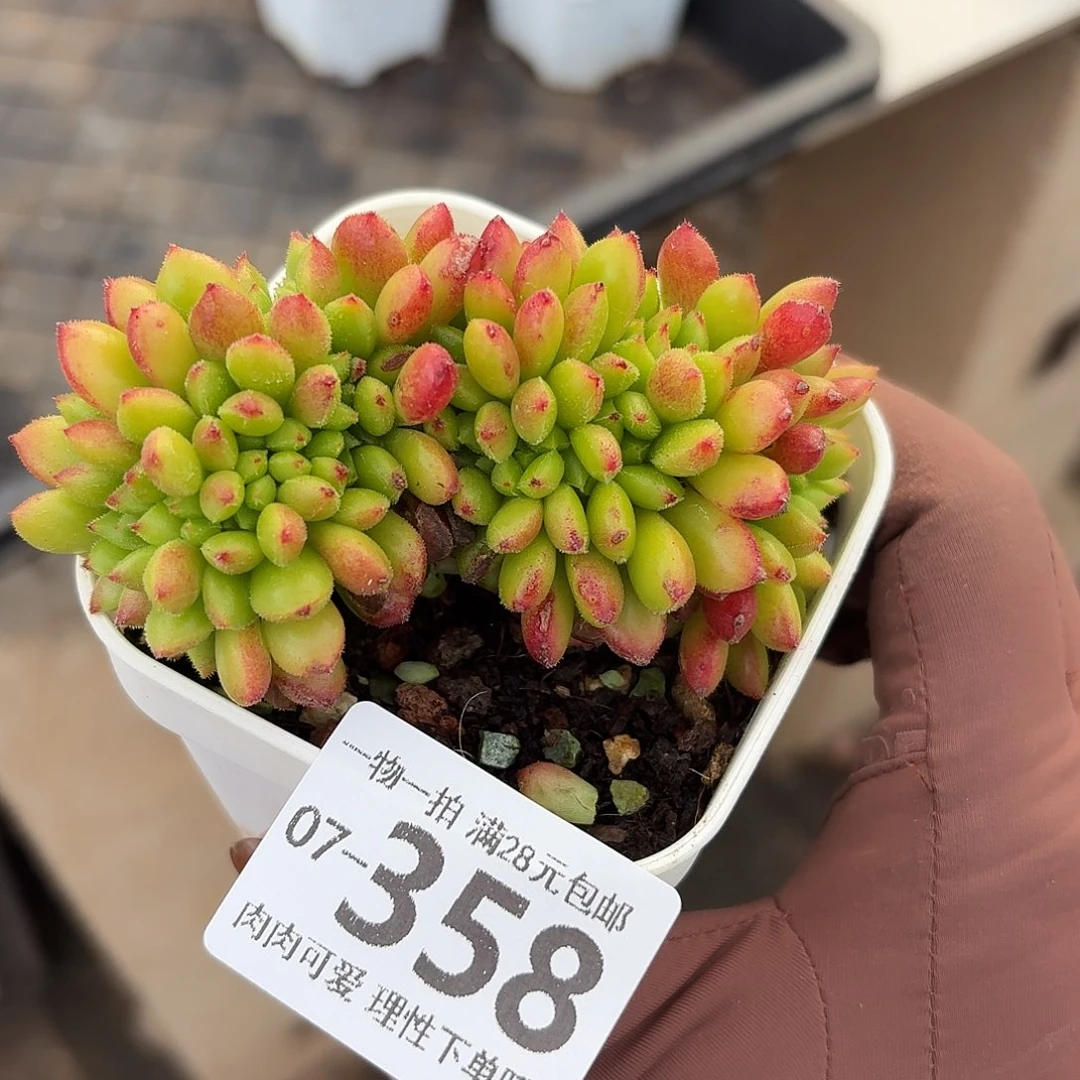 卡罗尔缀化无盆土发货无盆