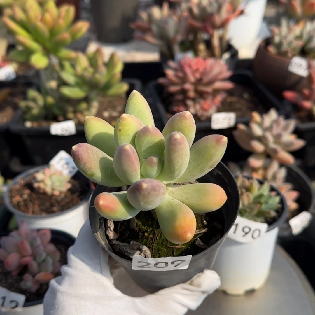 209号一物一拍一物一拍