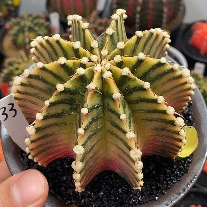 泰系神品高绒肋骨锦——带盆土发货35