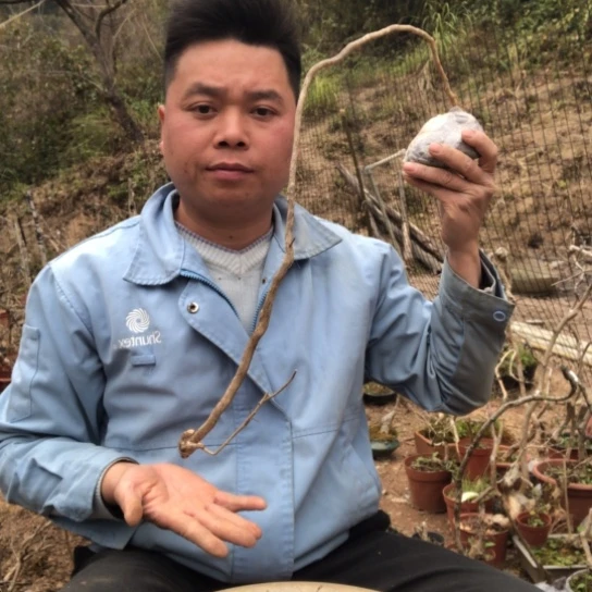 盆景素材盆栽绿植