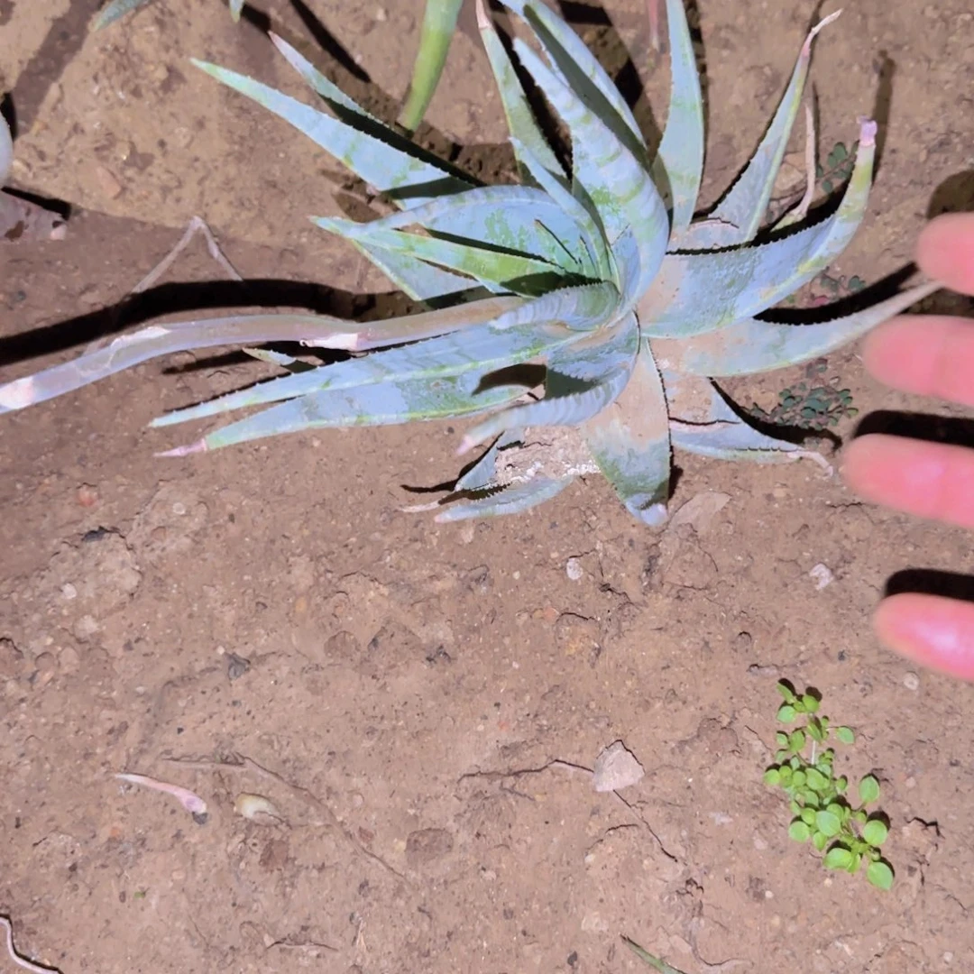 ****小块根植物块根植物