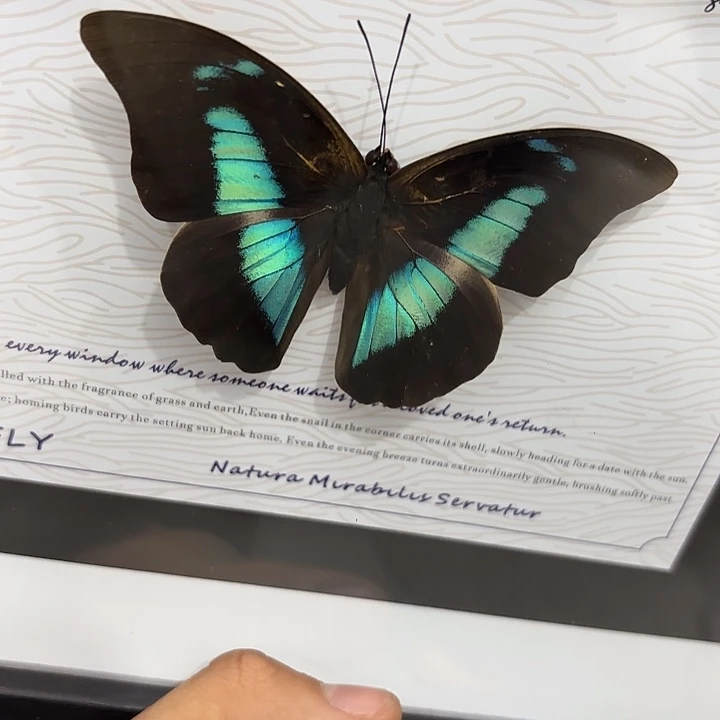 酷***特蝴蝶标本定制770@