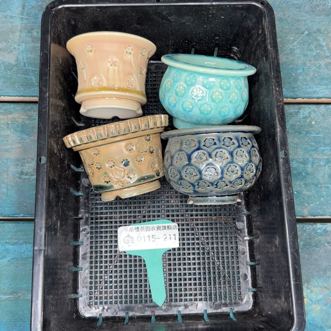 何*多肉精选编号0115.211