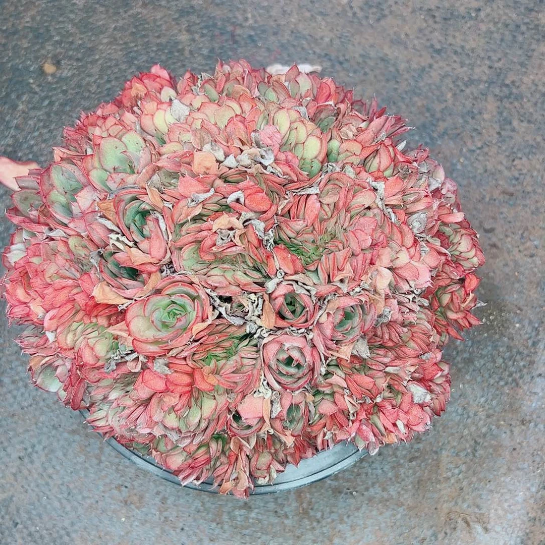 央金缀化，一物一拍