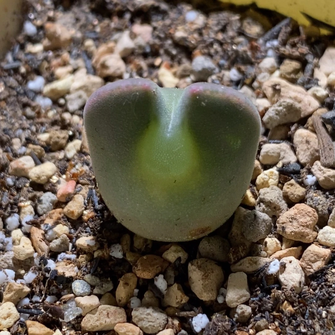 青蛙种缘大眼睛空蝉