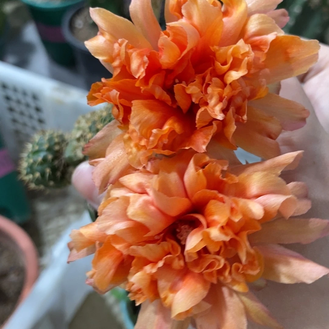 新品丽花L47母本绣谱