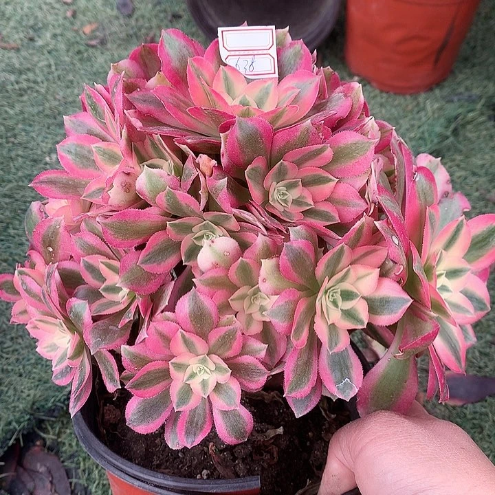 638女巫多肉植物