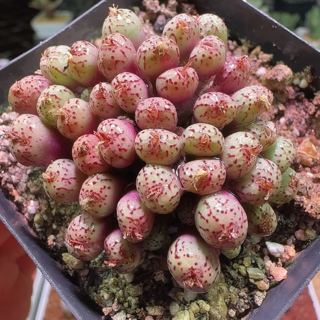 小杂交。              102