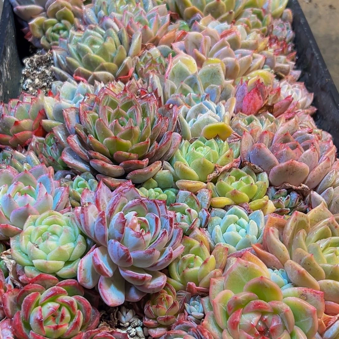 839多肉葡萄的味道是真的很好吃