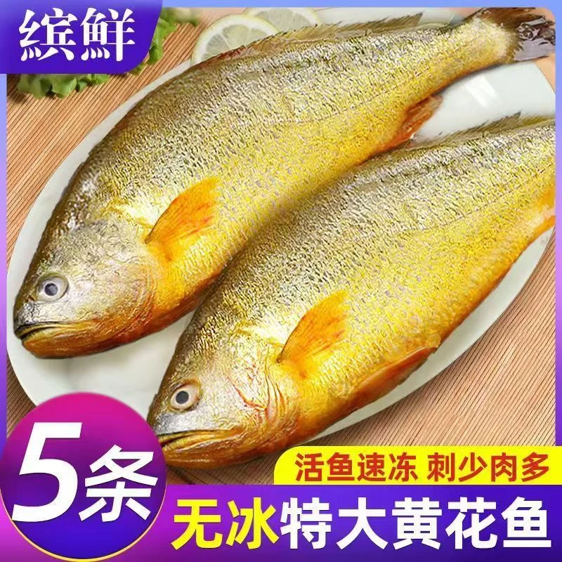 【250-300克/条】正宗深海大黄鱼冰鲜冷冻黄花鱼温州直发五条大黄鱼