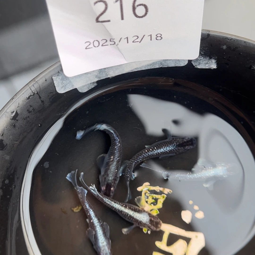 青鳉鱼216午夜裙摆五尾