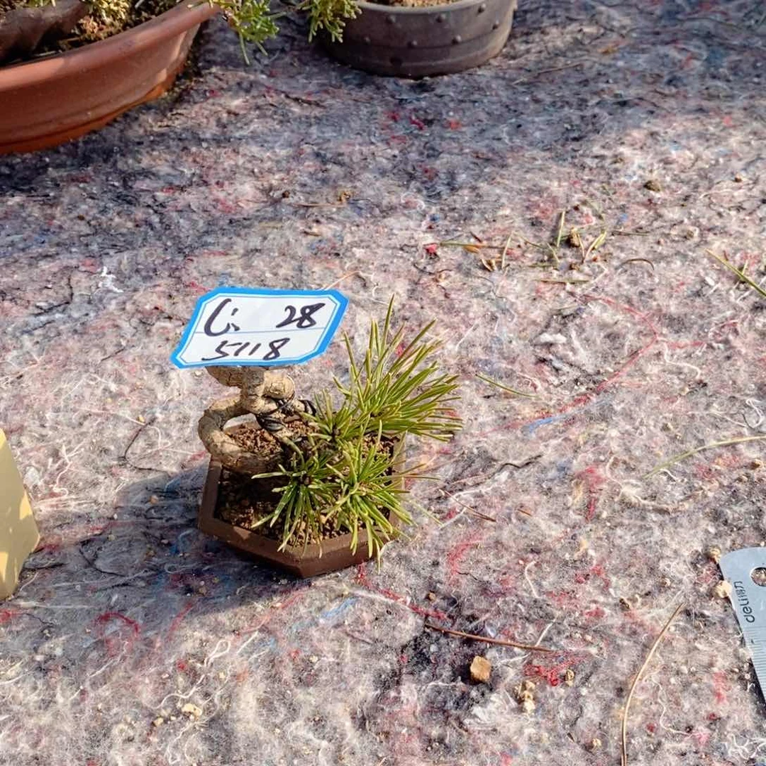 手工艺品琉璃（松树等经济作物