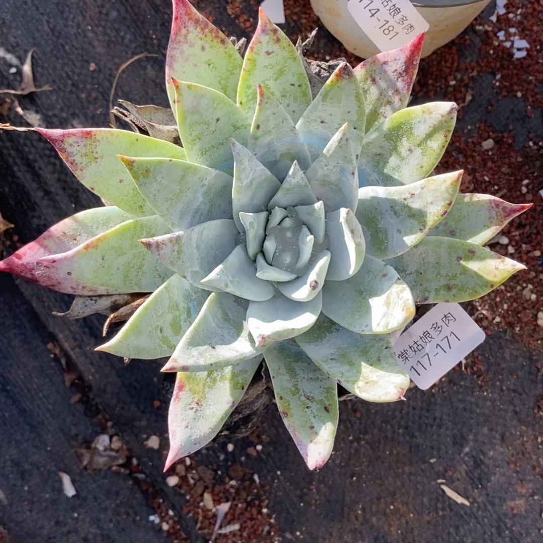 171号普西小可爱呀