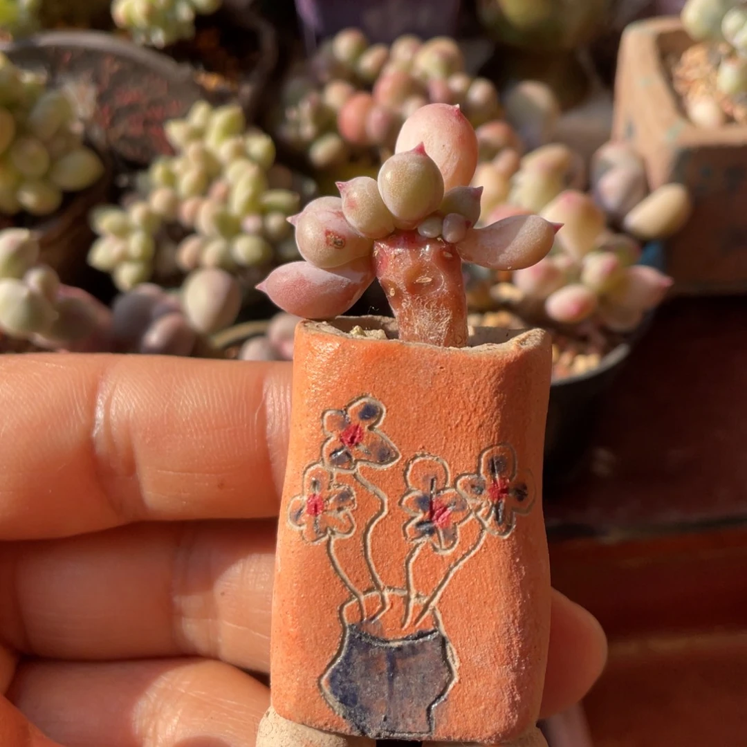 苹果奶缀带盆迷你