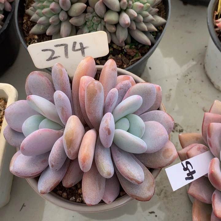 多日子和欧7272727273773