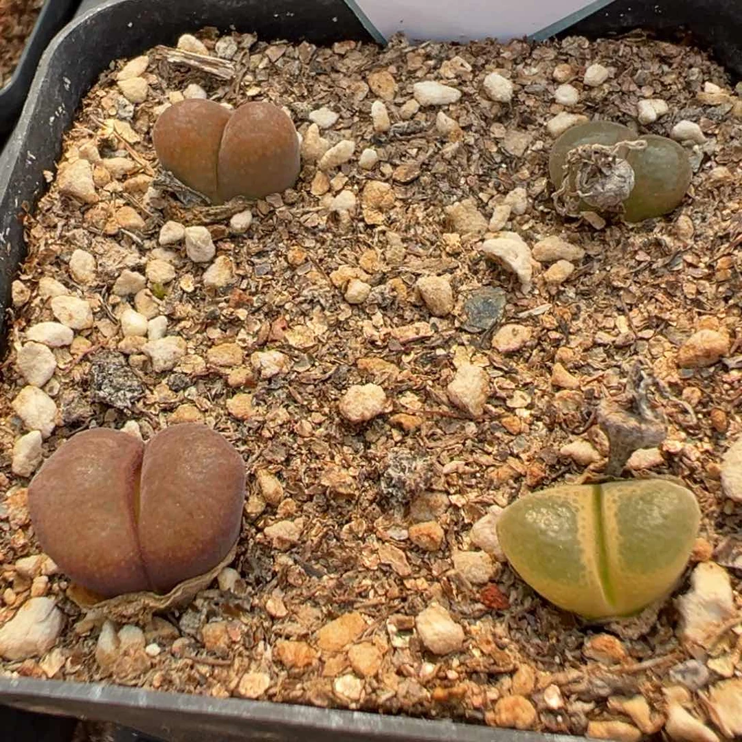 26-80肉锥多肉植物