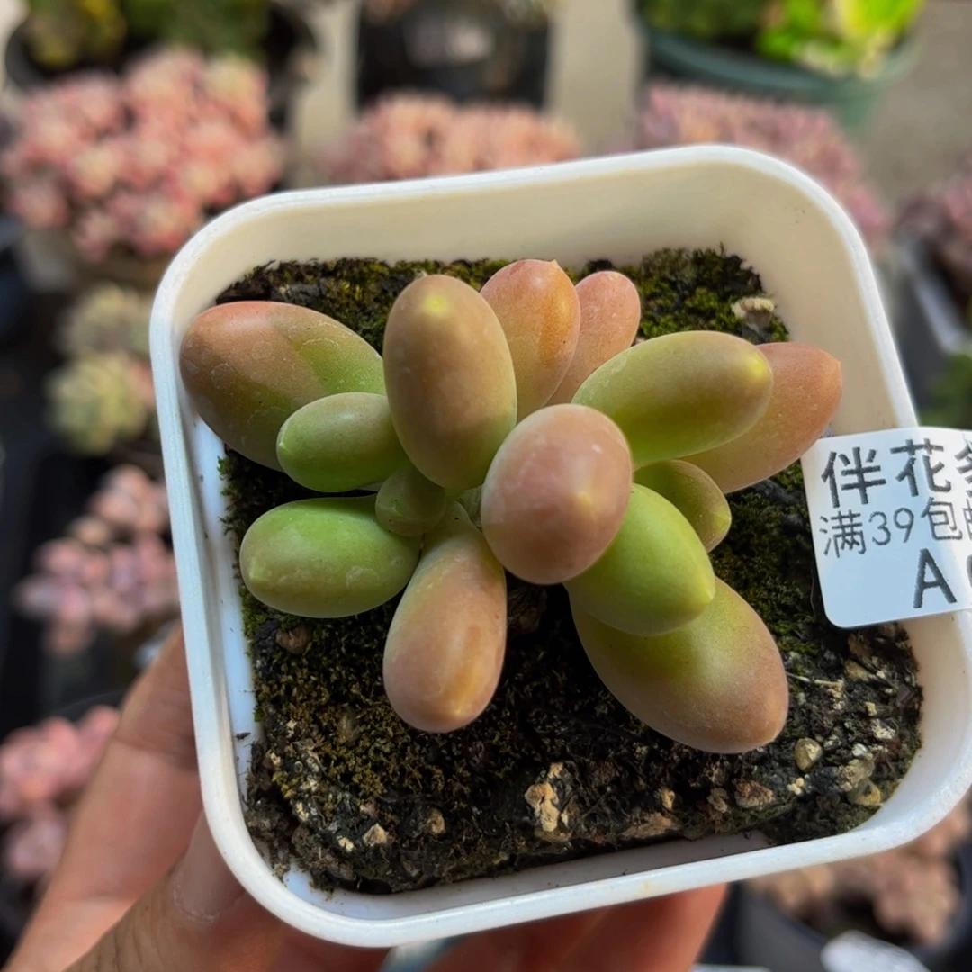 699芒果奶苗5cmdr