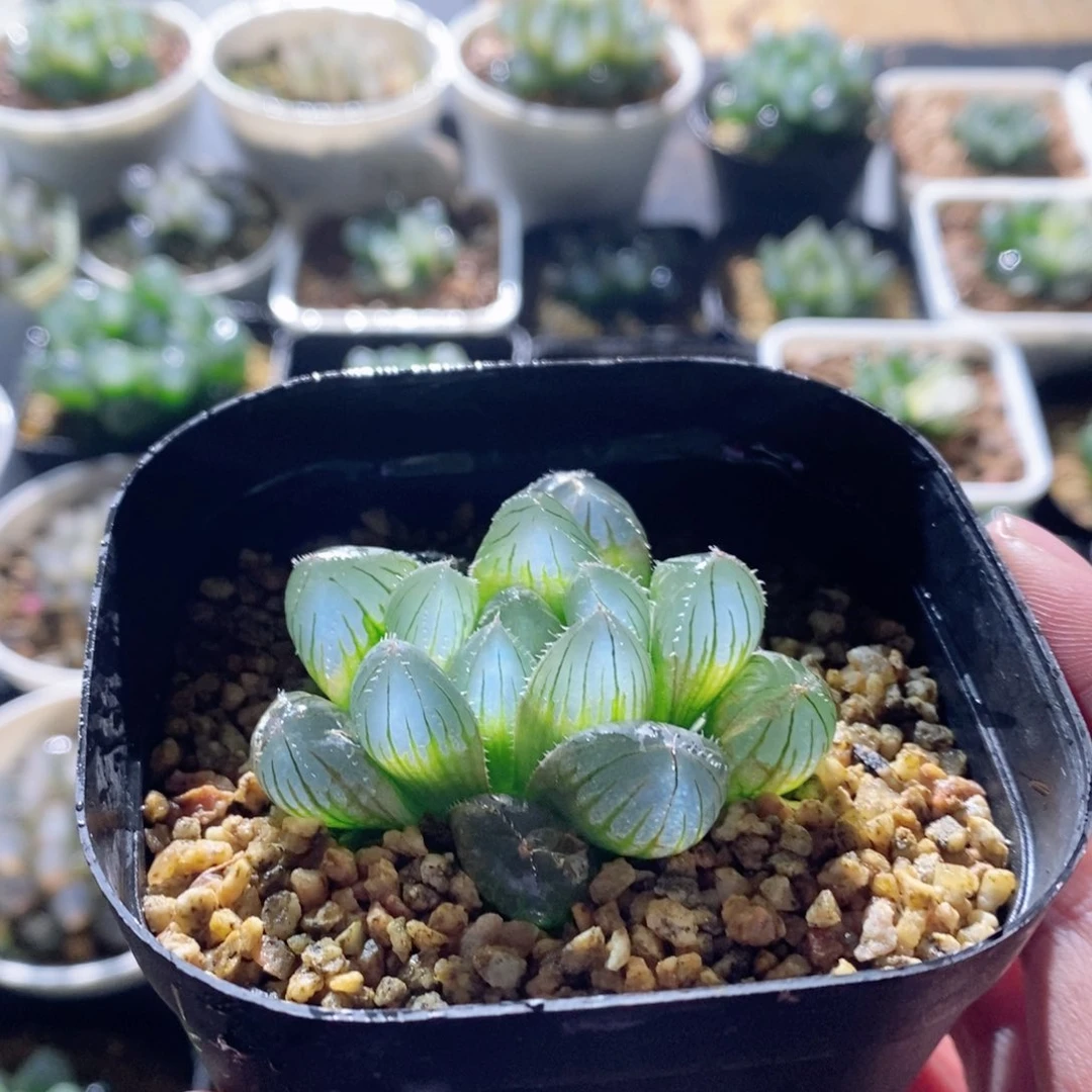 实生玉露薄皮透蓝实生