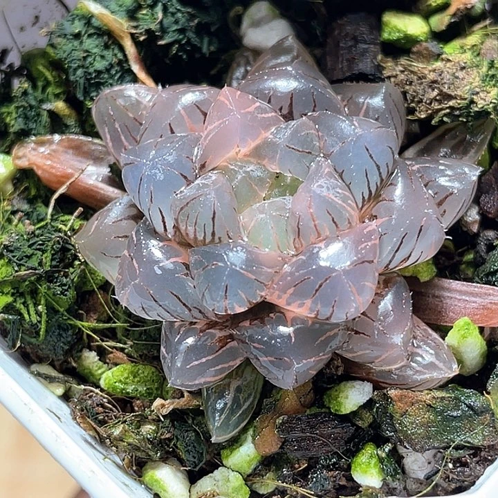 833冰灯锦一物一拍