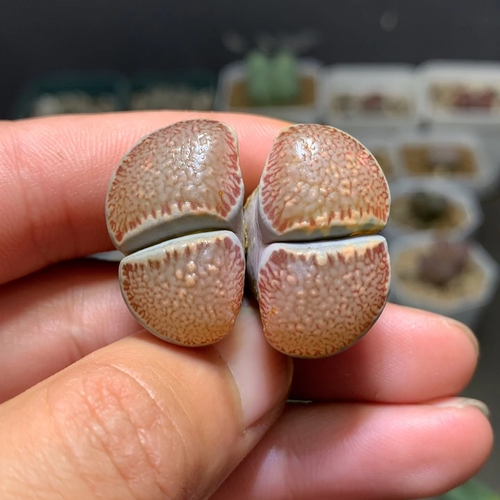 精品多肉植物精品多肉