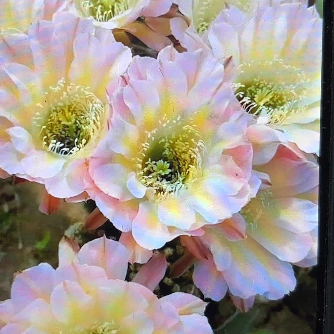 爱德华彩侧牙20包邮20