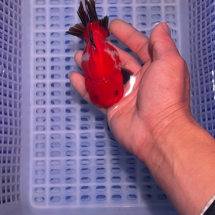 龙睛金鱼渔场直销玛丽金鱼