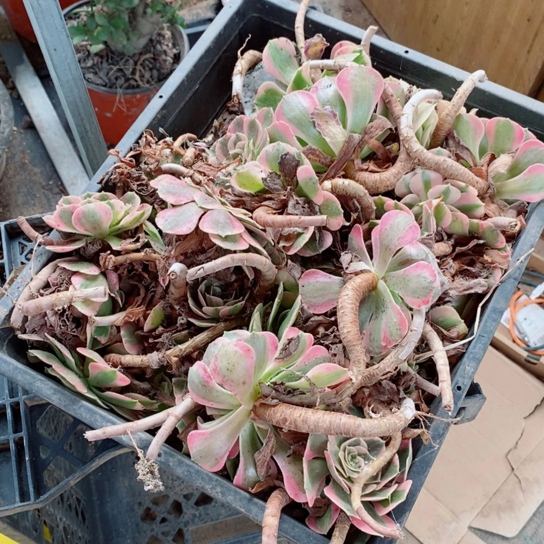 砍头无根25个法师苗