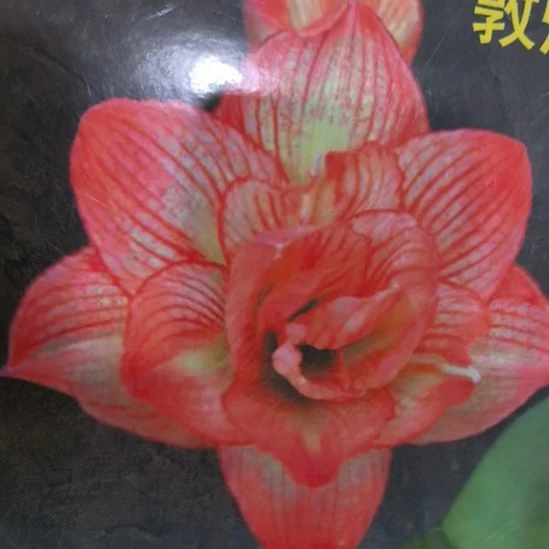 当前无花栽培后可以开花敦煌4厘米裸根球