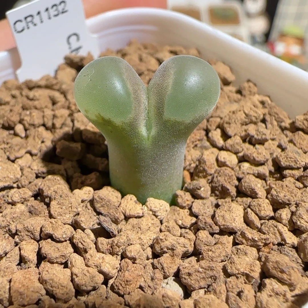 肉锥多肉植物百科-cr1132侧影907