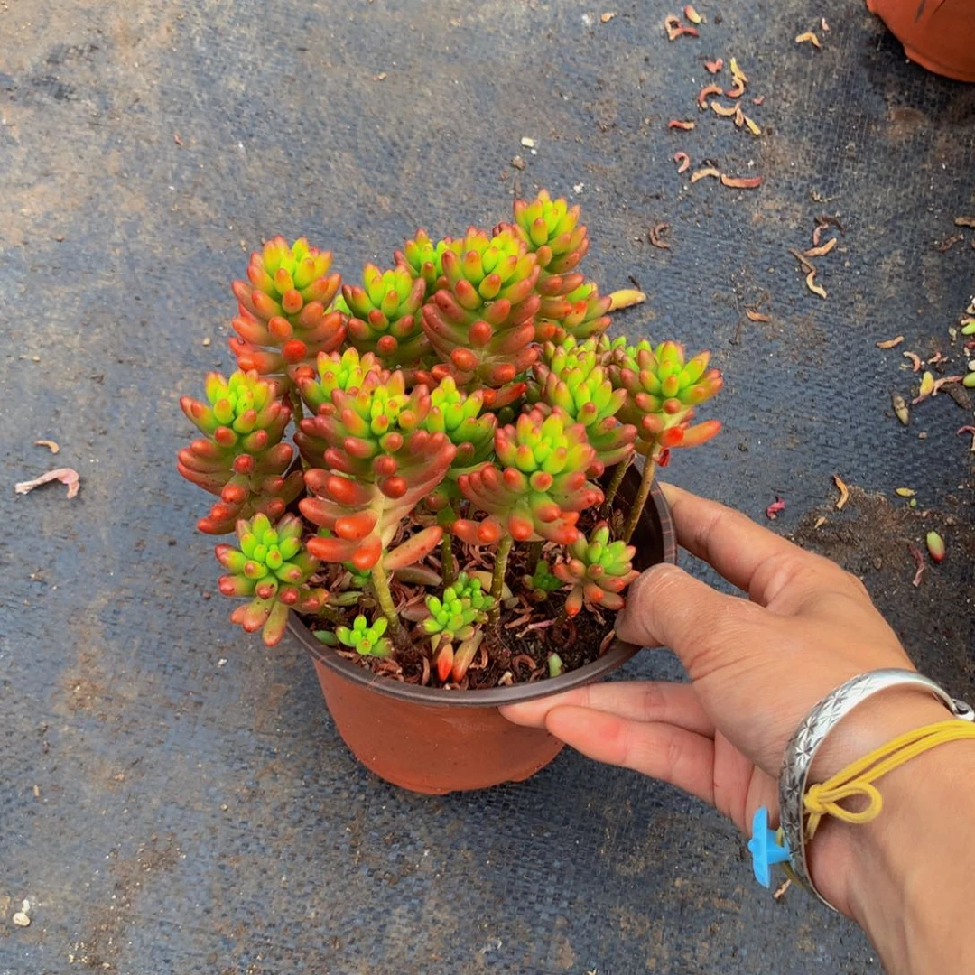 虹之玉3.99带盆土