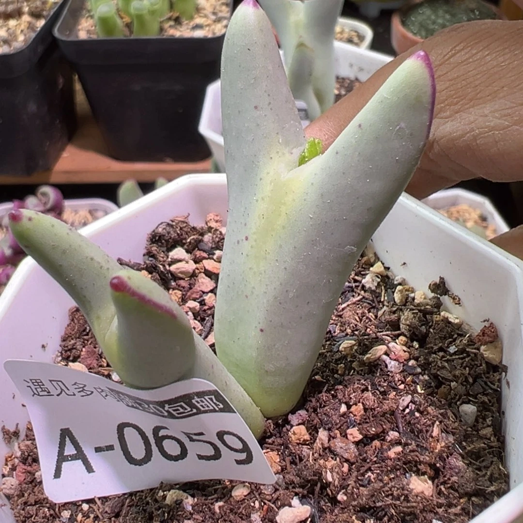 肉植物111多种111