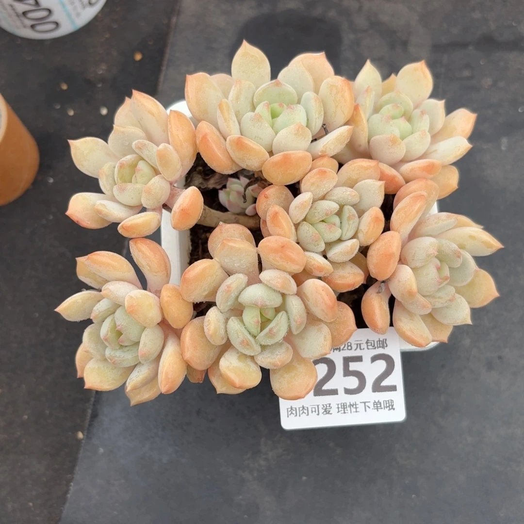 蜜桃格林无盆土发发货