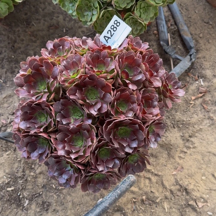 法师多肉不包损红色万圣节288