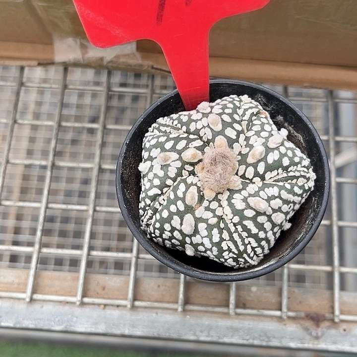 当前无花朵，栽培后可花朵白****剑