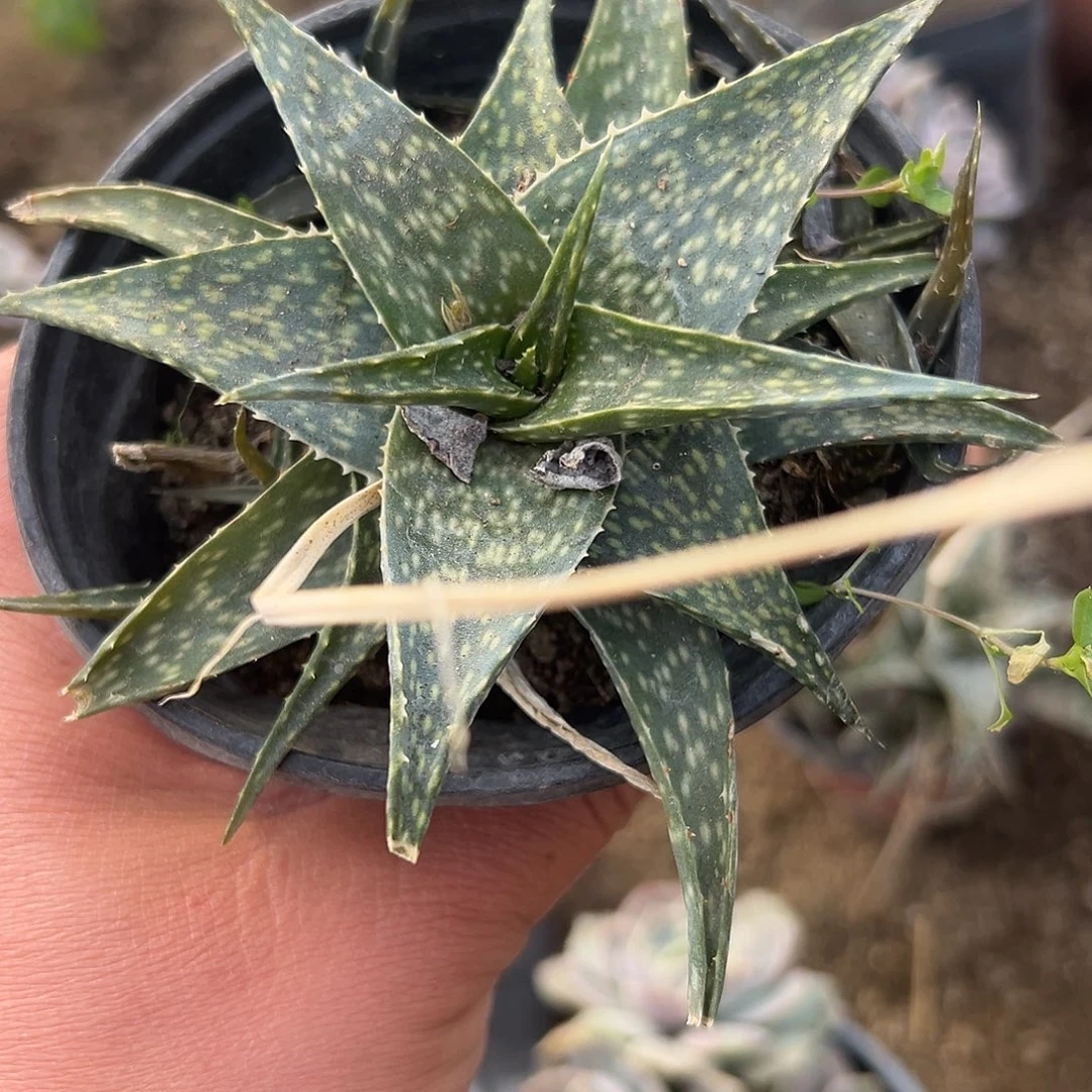 多肉植物多肉植物