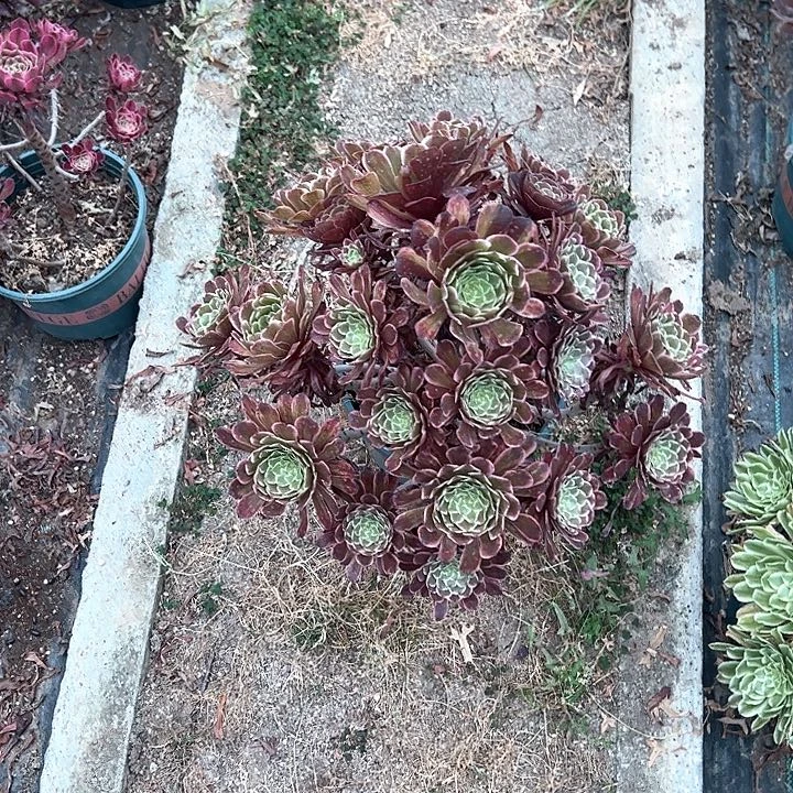 0201水墨画多肉植物