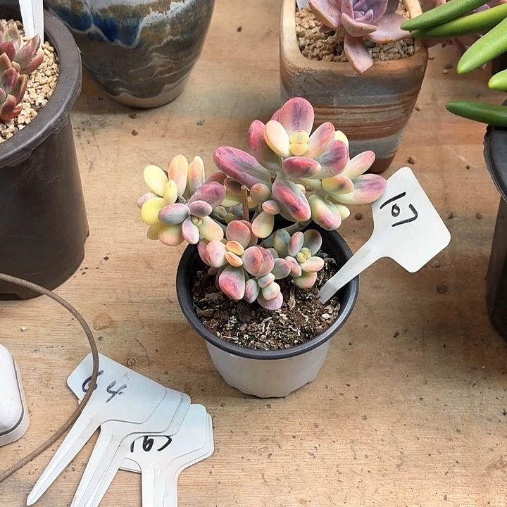 多肉植物，乒乓福娘景107号