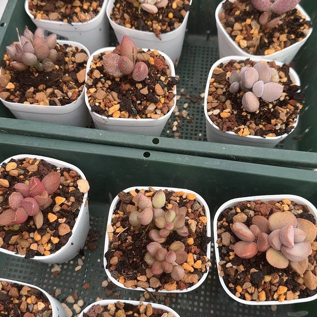 l****1绝不失望水泡多肉套餐21棵