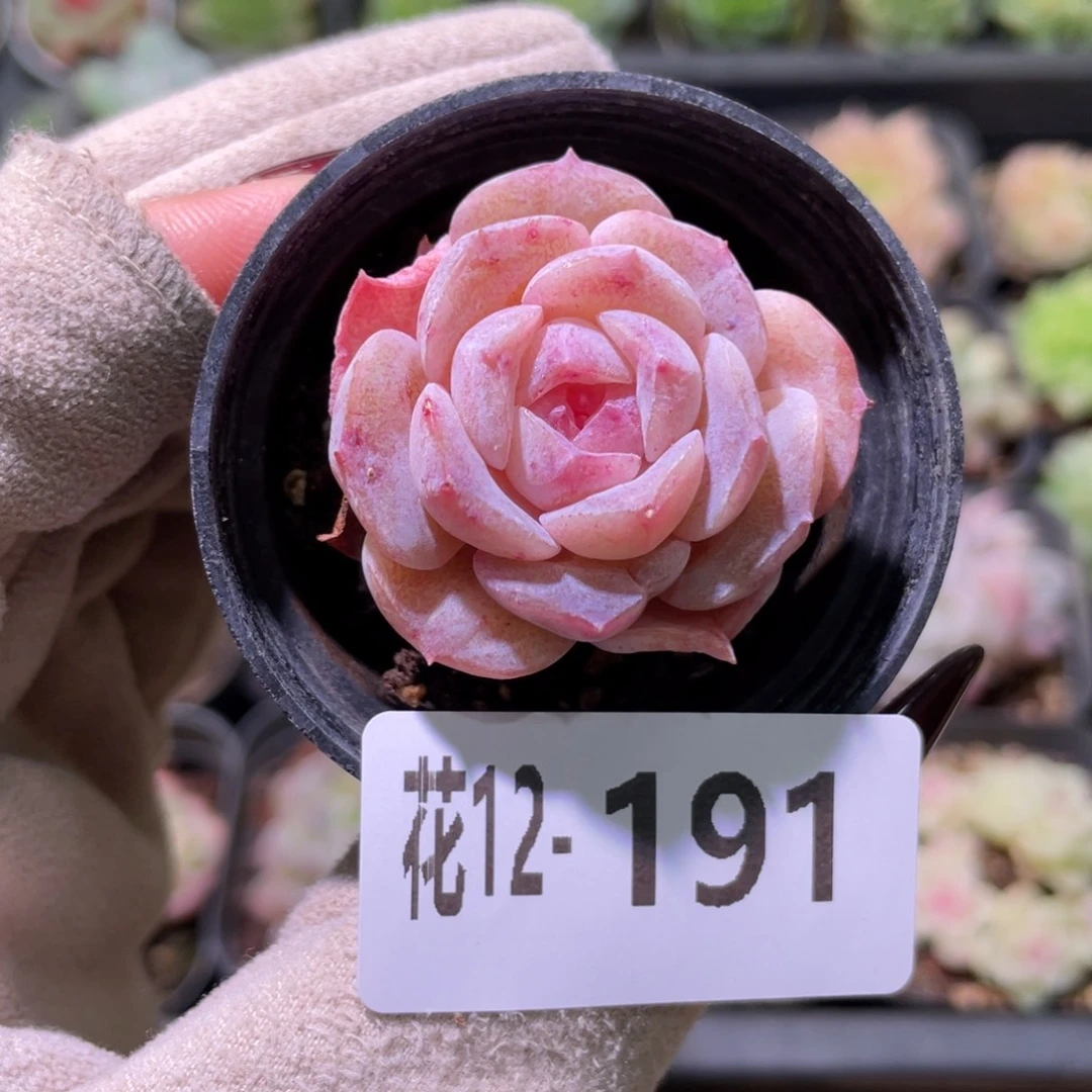 花利美12-191新品