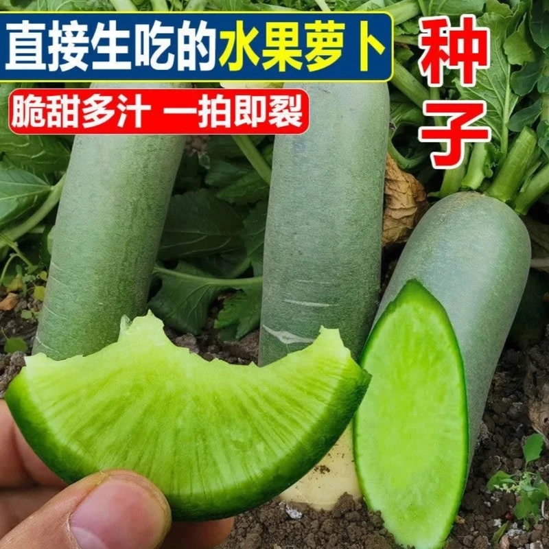 【胖墩冰糖脆水果萝卜种子】家庭阳台小院盆栽地栽四季种植