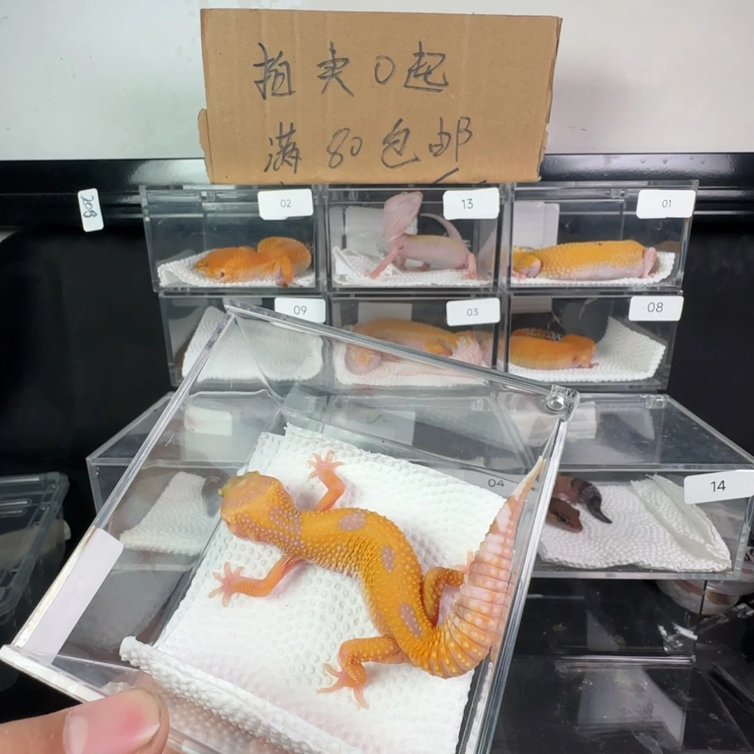 豹纹守宫川普妹妹